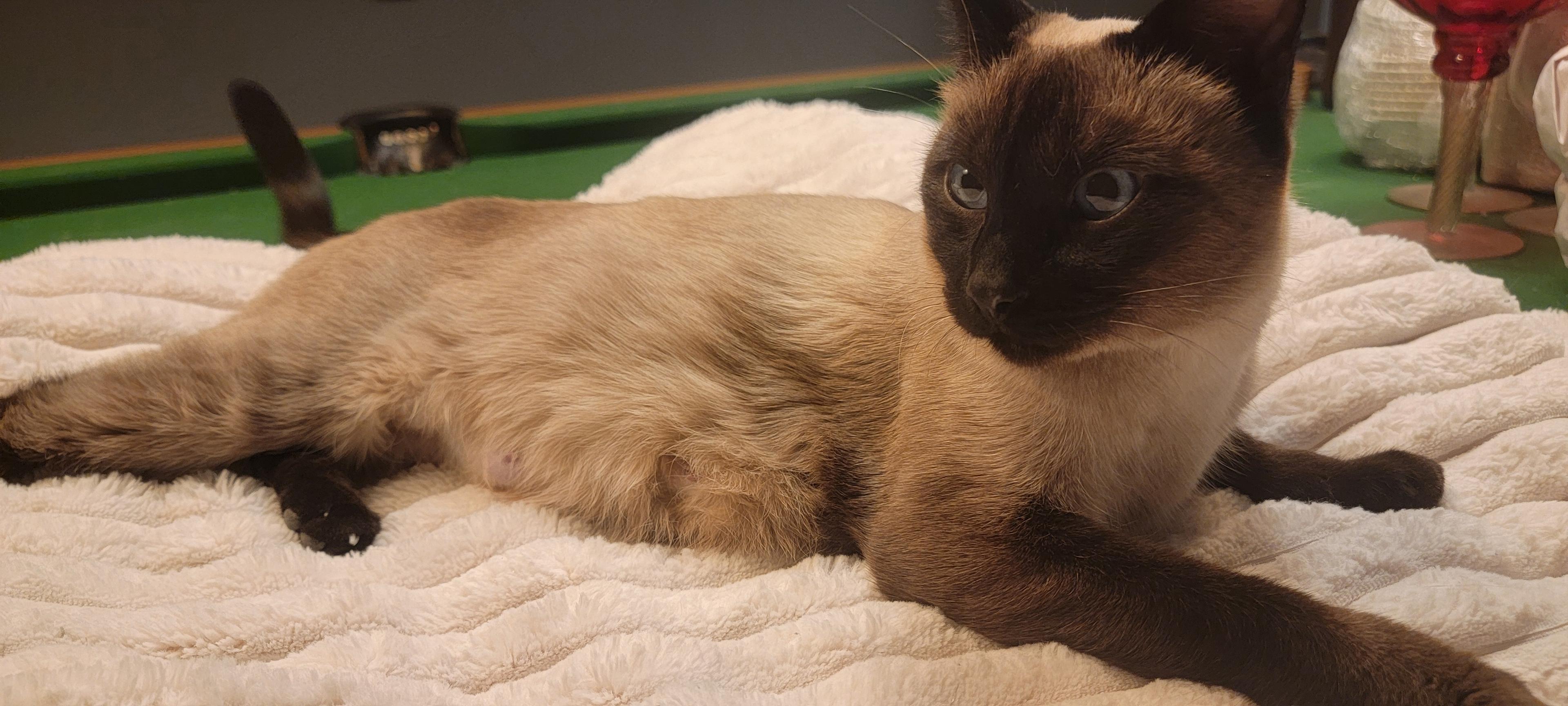 Photo of Siamese tuxedo kittens 