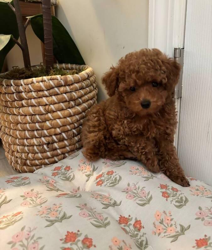 Photo of Tiny Red Toy Poodle Puppies Looking For Forever Home.