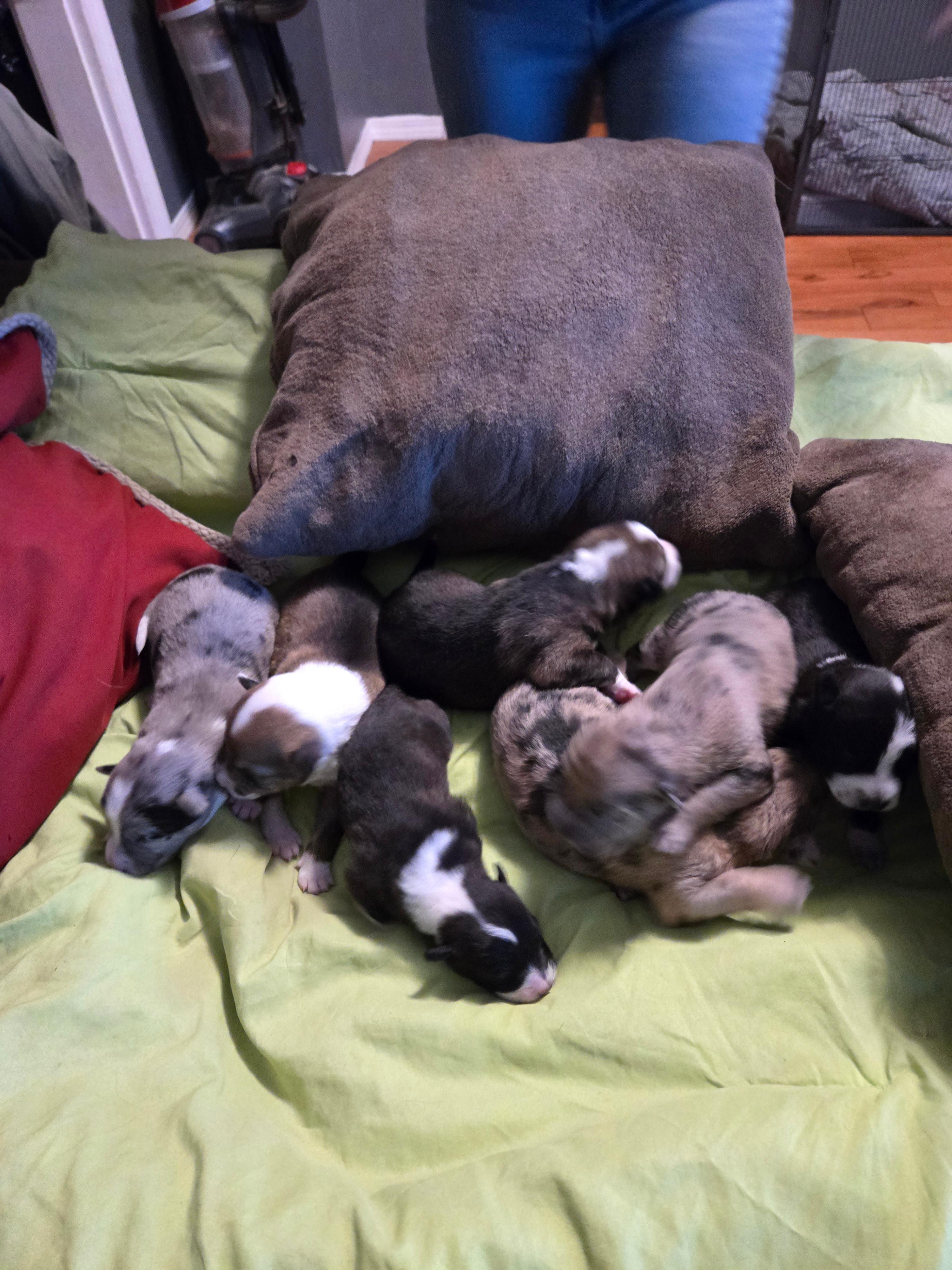 Photo of Catahoula pups