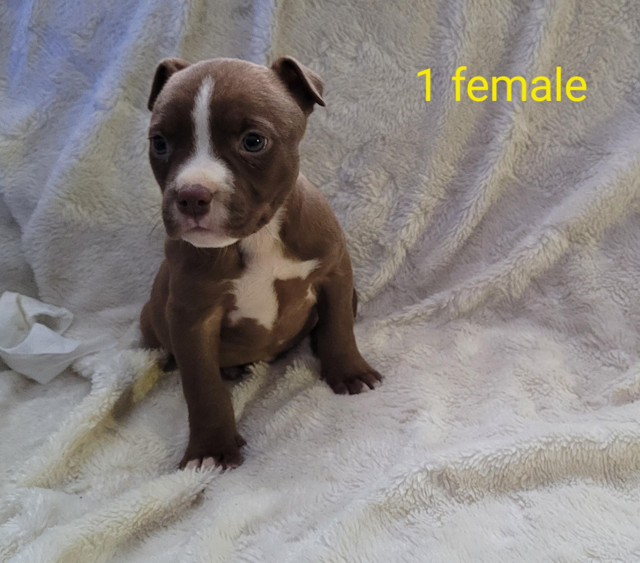 Photo of Pitbull terrier puppies