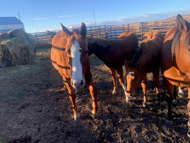 Photo of horses for sale