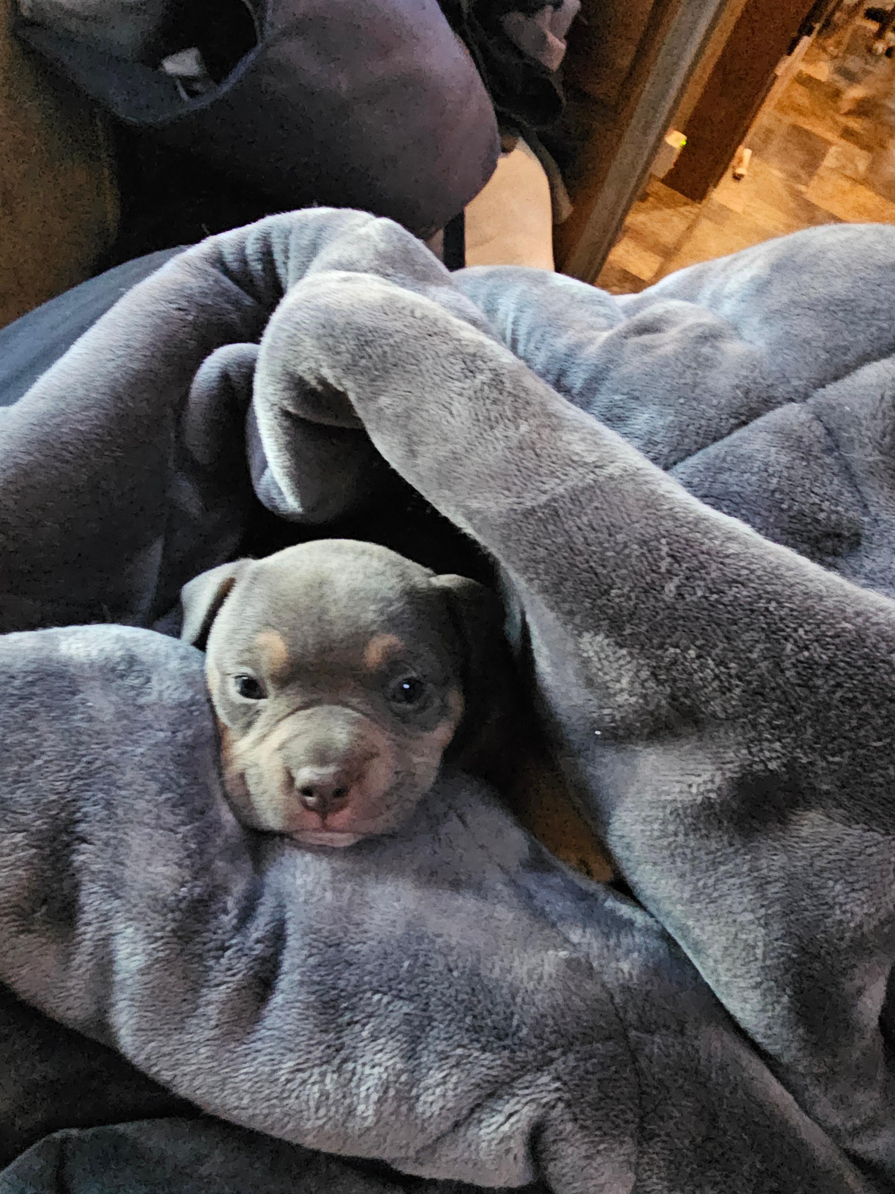 Photo of American pocket bully puppies