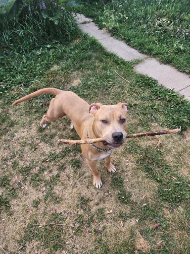 Photo of American Pitbull Terrior to a good home. - 2