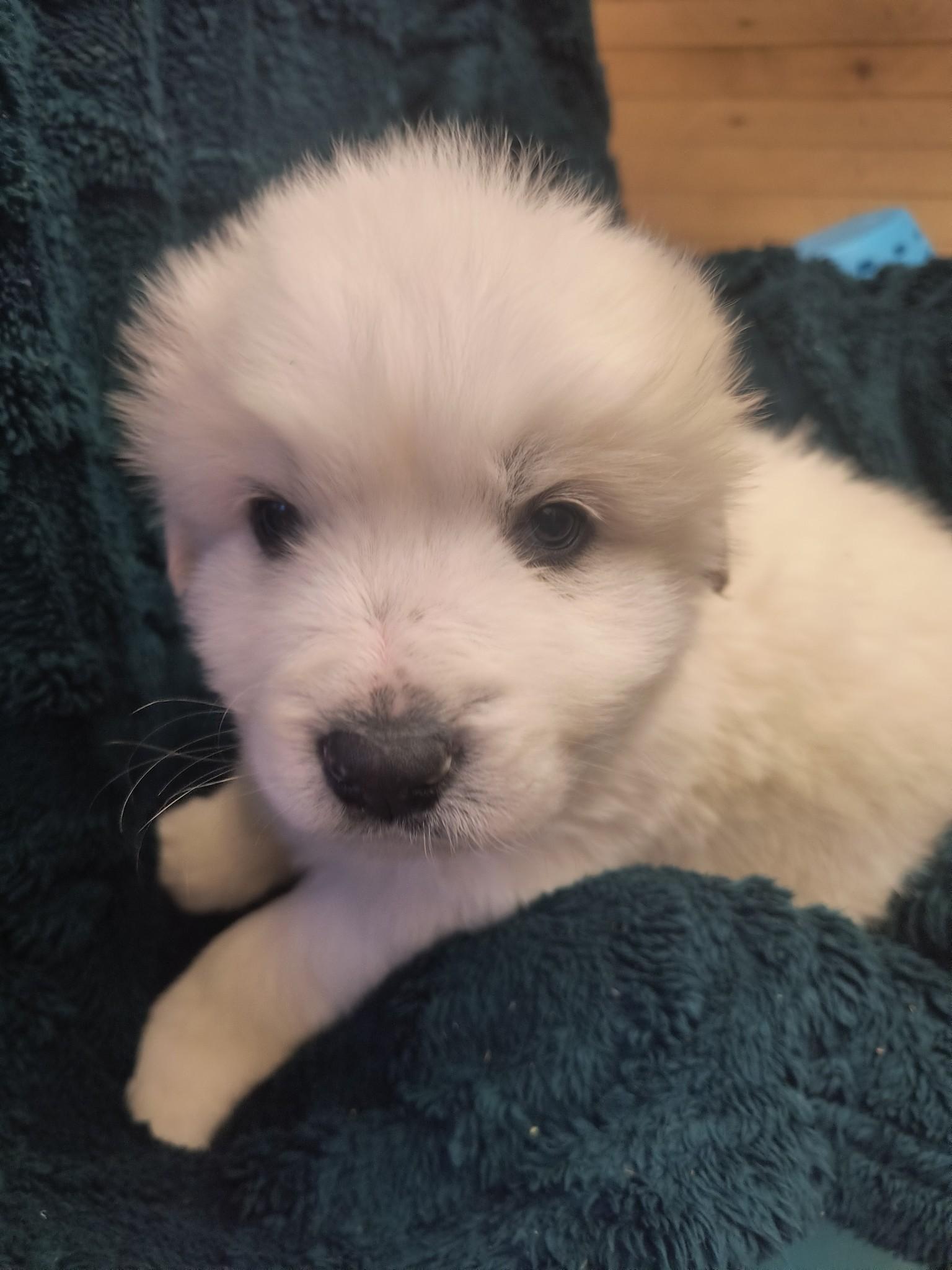 Photo of Beautiful pure bred great Pyrenees 