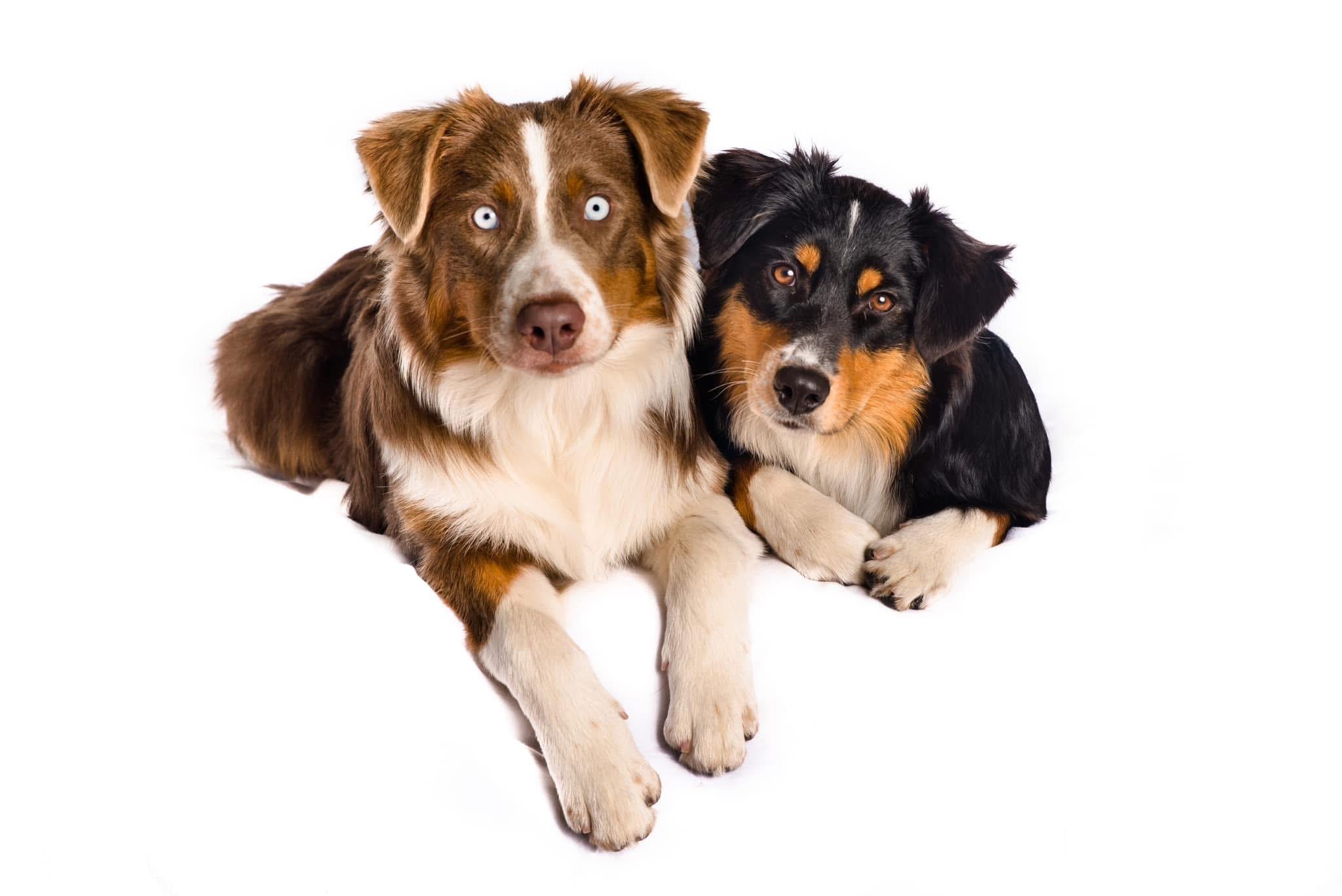 Photo of CKC Registered Australian Shepherd Puppies To Guardian home placements