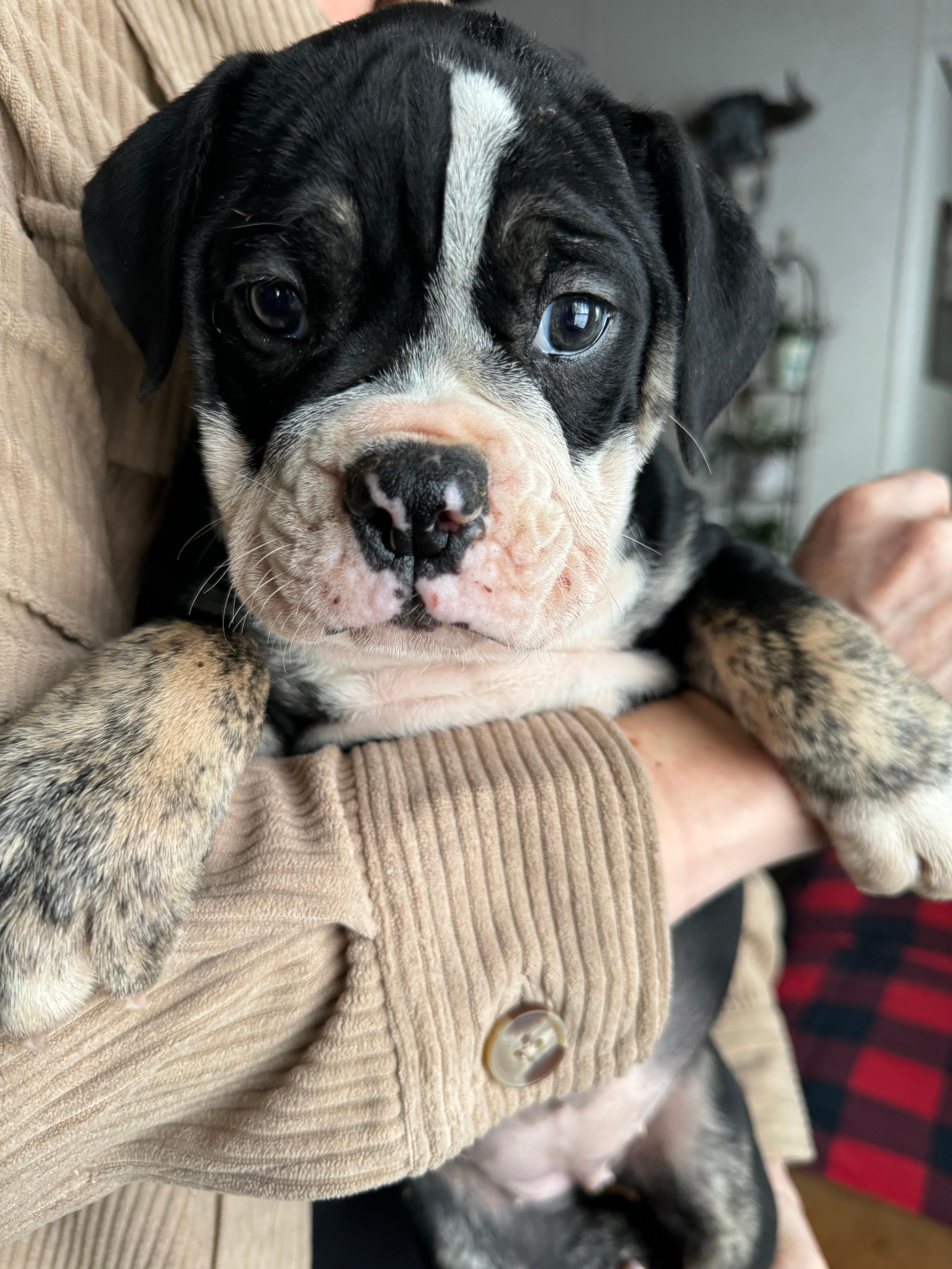 Photo of Olde English Bulldog pups 