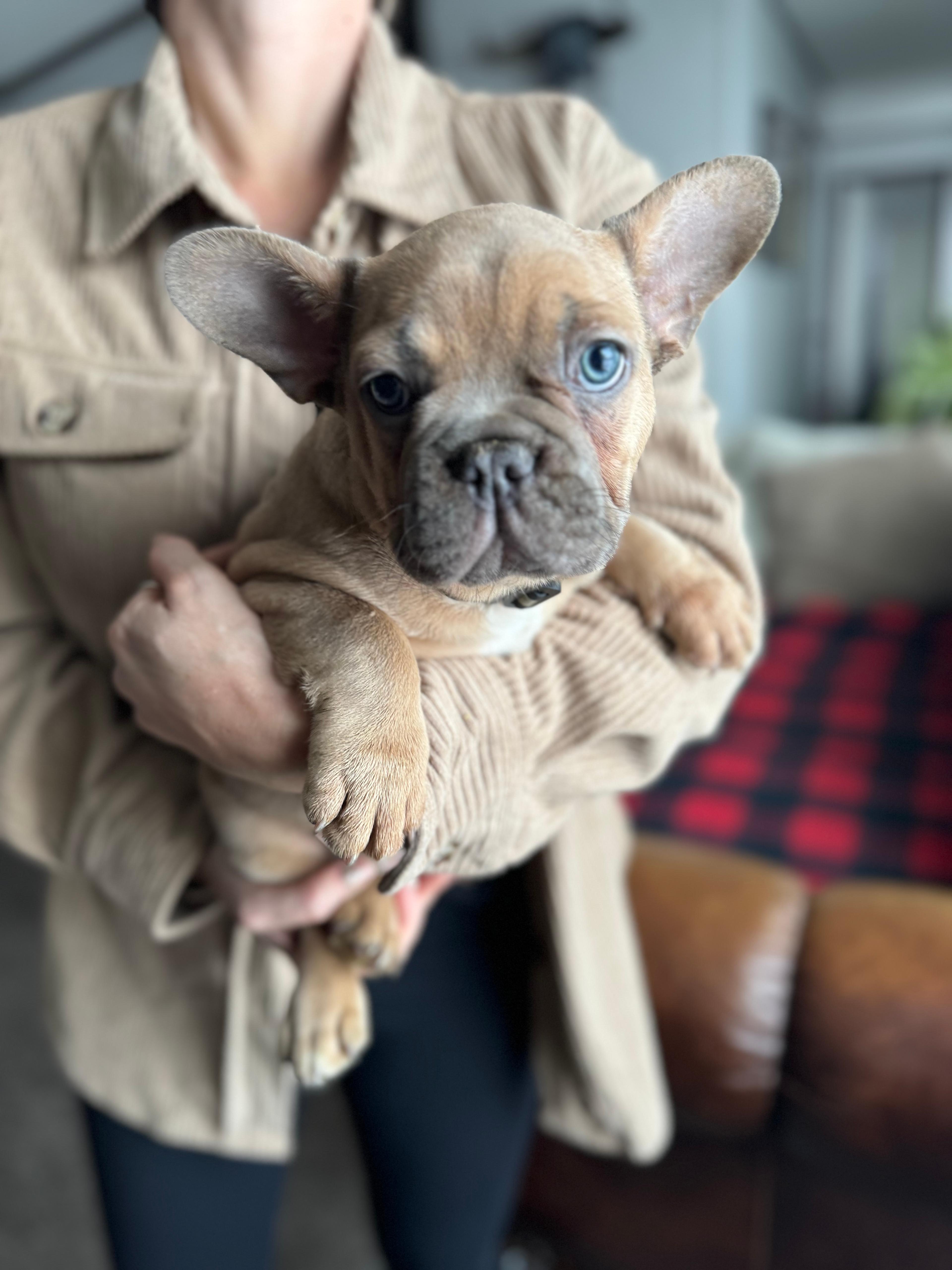 Photo of Frenchie pup 