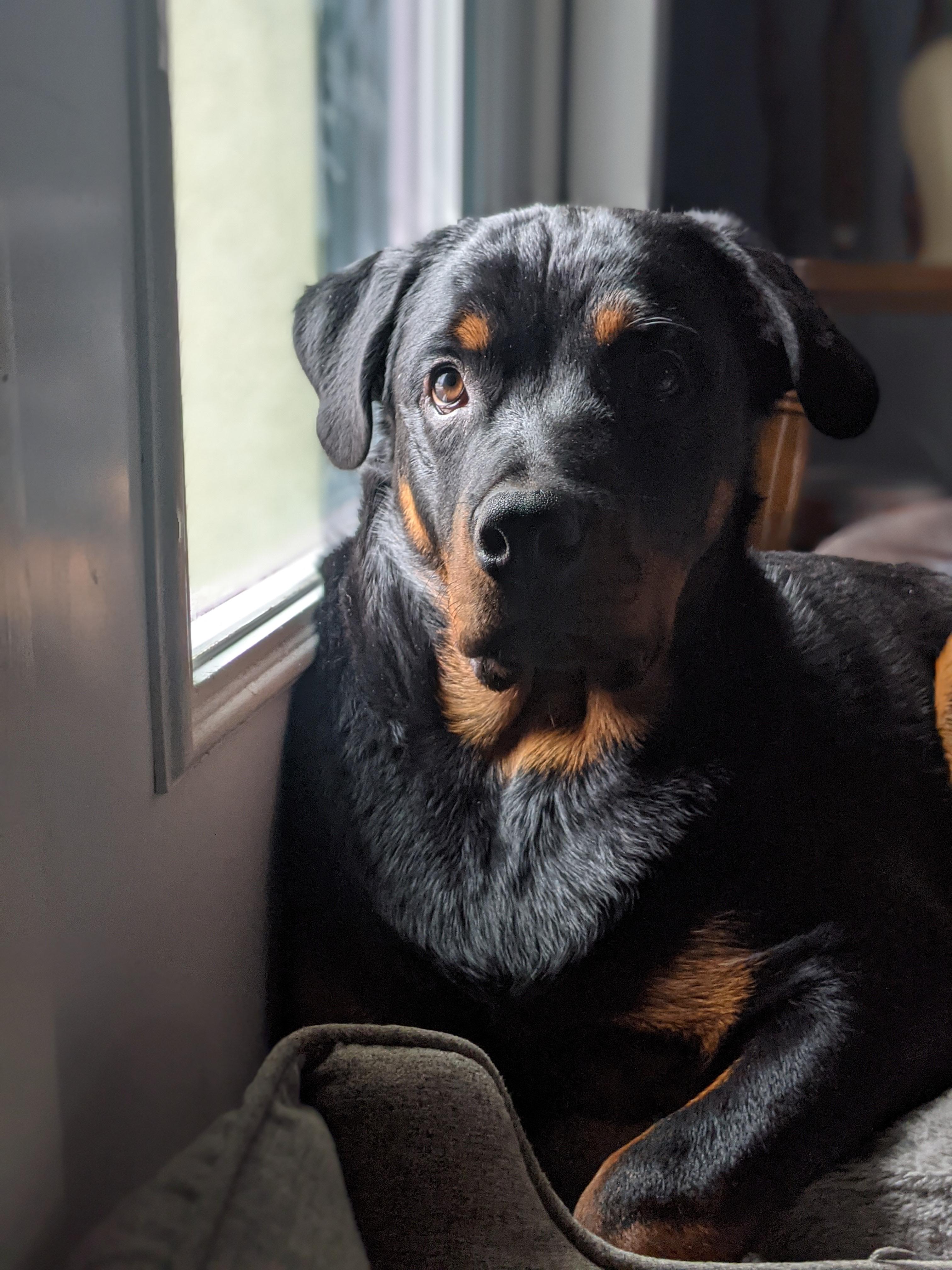 Photo of 7 month old male Rottweiler 