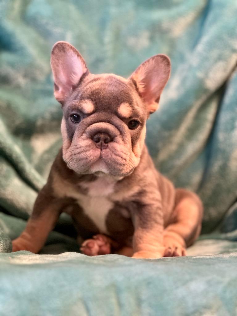 Photo of Beautiful Big Rope French Bulldog Puppies