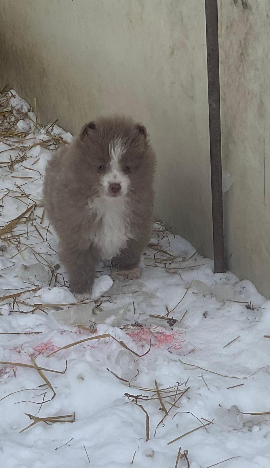 Photo of POMERANIAN PUPPIES.