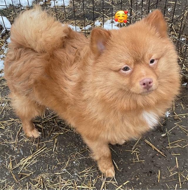 Photo of POMERANIAN PUPPIES.