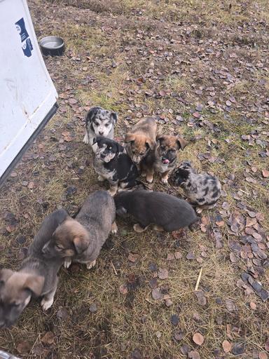 Photo of Pups for sale  - 2