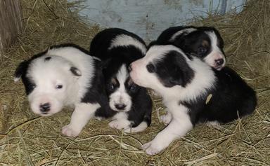 Photo of Border collie pup - 1