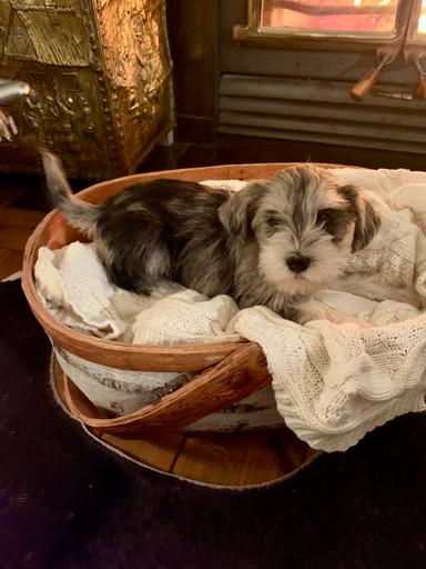 Photo of Mini Schnauzer Pups  - 1