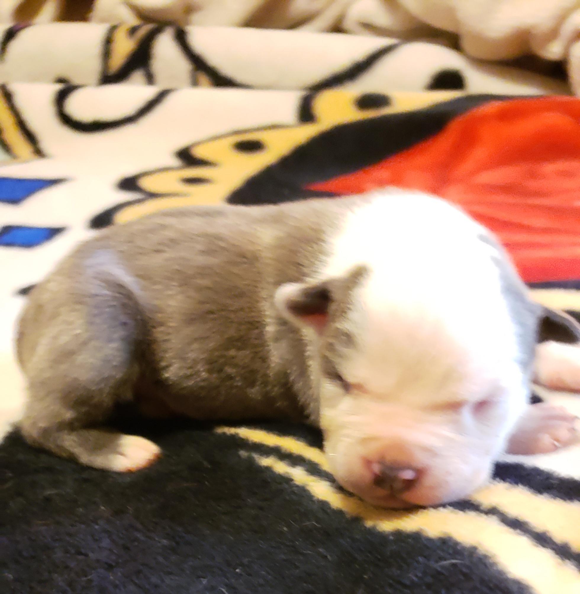 Photo of **AMERICAN BULLY PUPS **