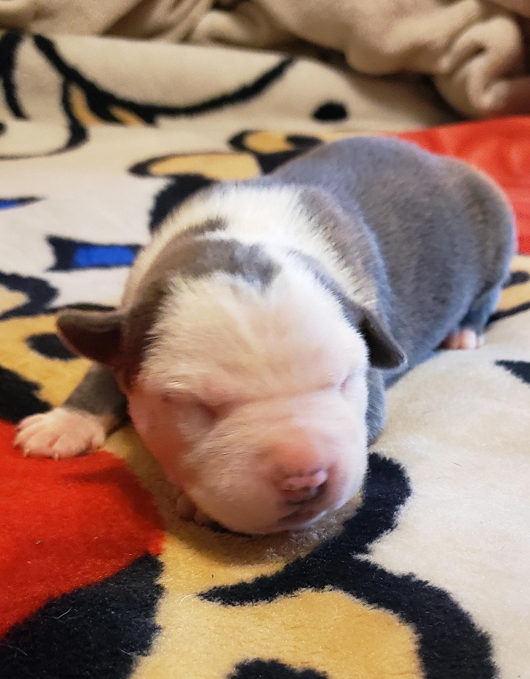 Photo of **AMERICAN BULLY PUPS **