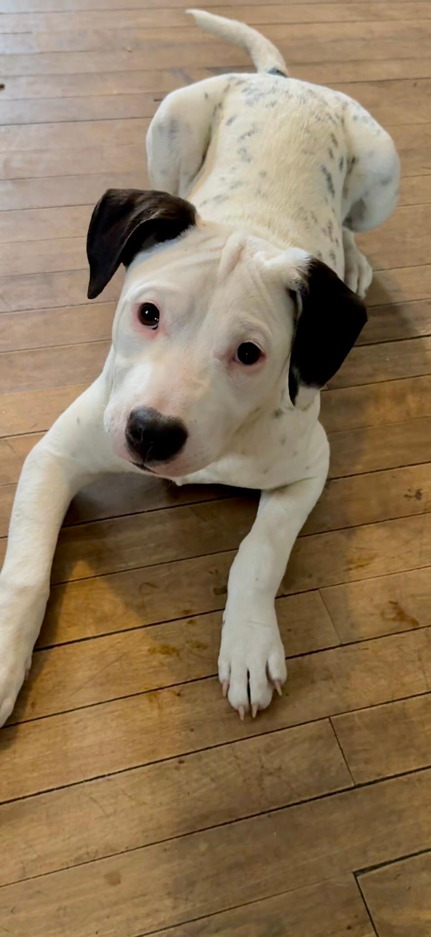 Photo of Dogo Argentino x Staffy Pups