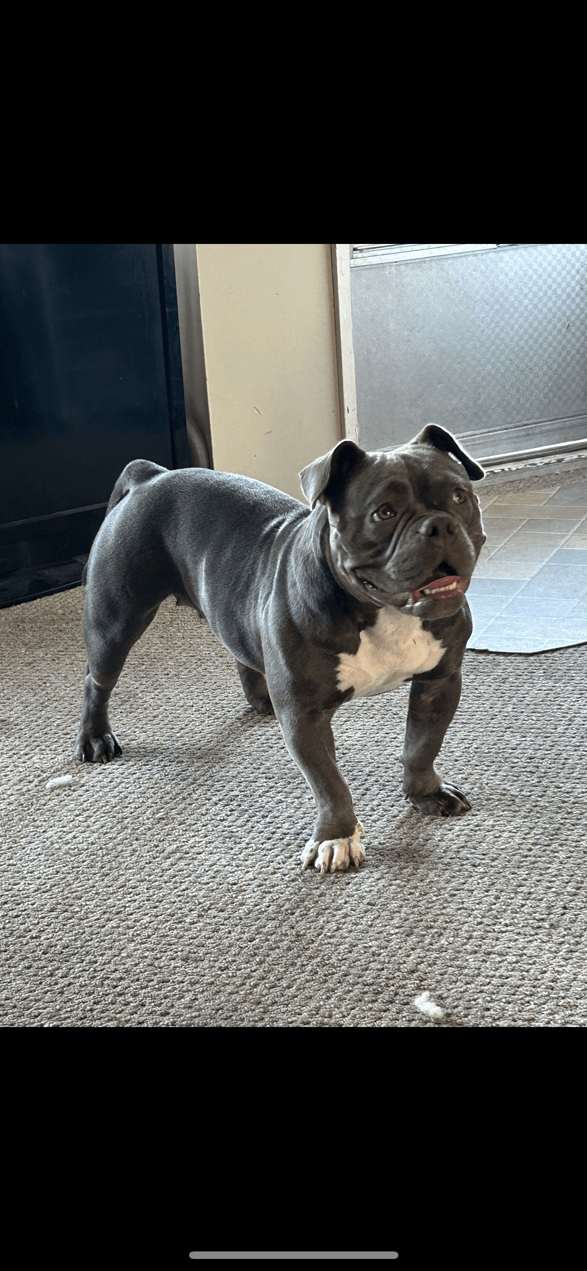 Photo of 2 year old micro bully breading female 