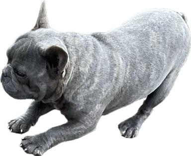 Photo of FRENCH BULLDOG - 1