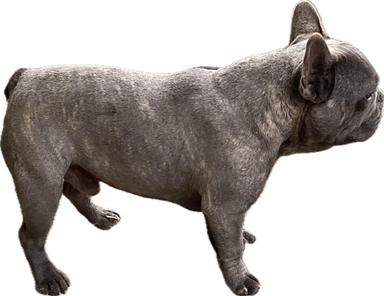 Photo of FRENCH BULLDOG - 2