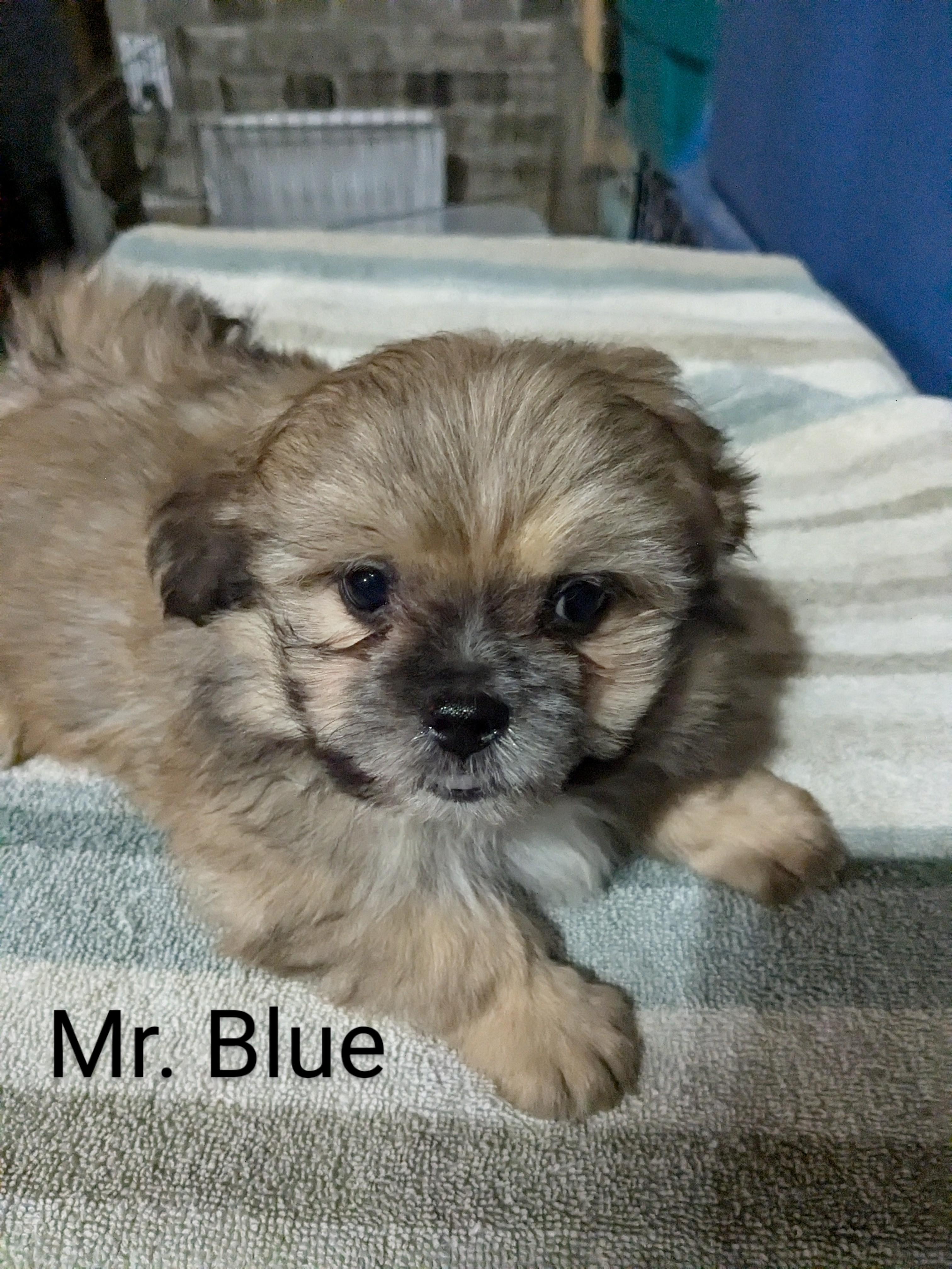 Photo of Shih Tzu Cross Pomeranian/Chihuahua 