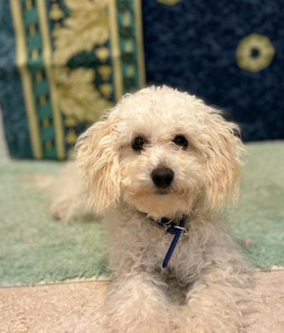 Photo of Purebred poodle puppy 