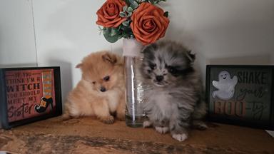 Photo of 3 Pomeranian Babies( Edson) - 1