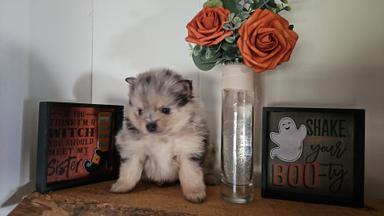 Photo of 3 Pomeranian Babies( Edson) - 2