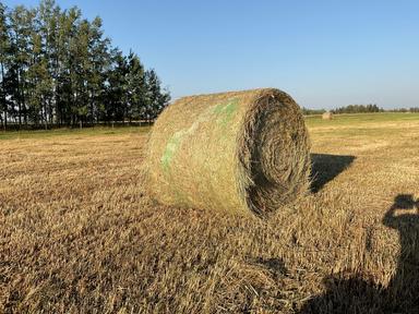 Photo of Hay for livestock - 2