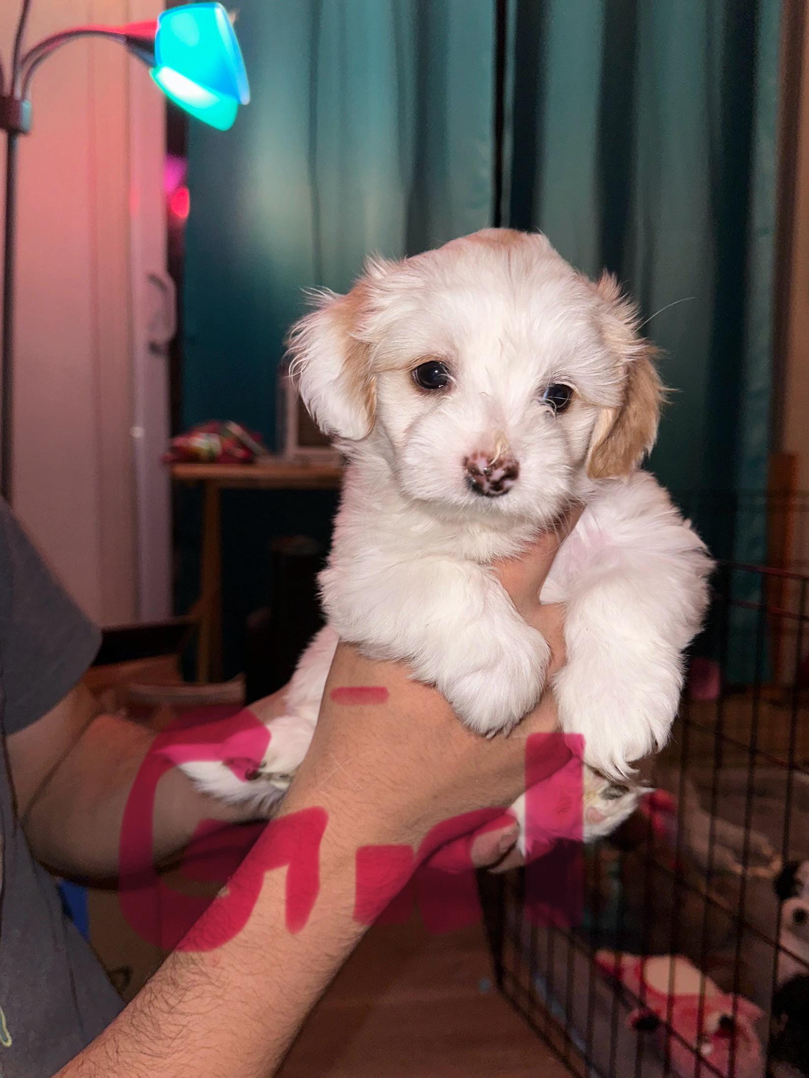 Photo of Shorkie puppies for sale