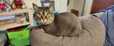 Photo of 10 year old senior cat for adoption  - 2