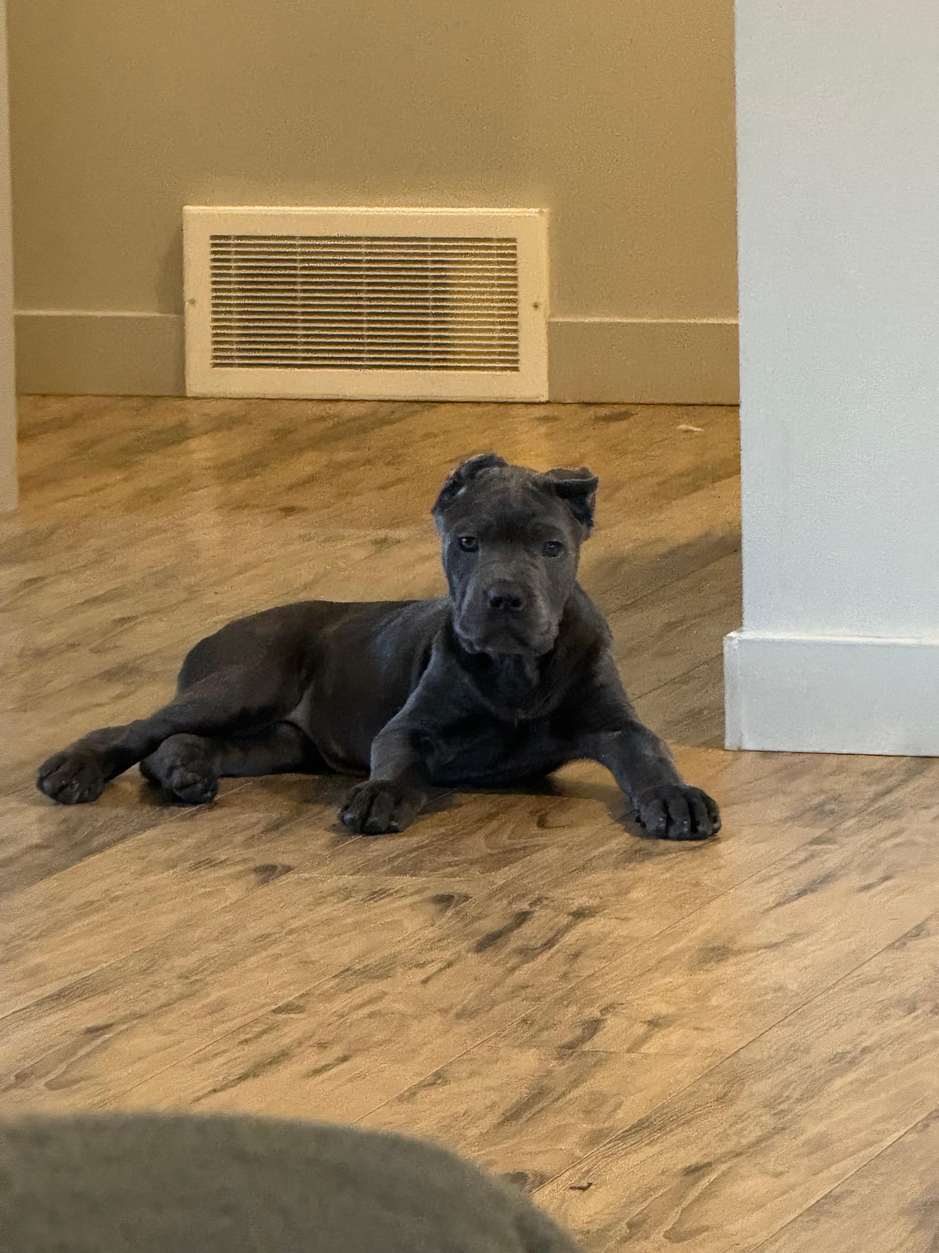 Photo of Cane Corso Puppies 