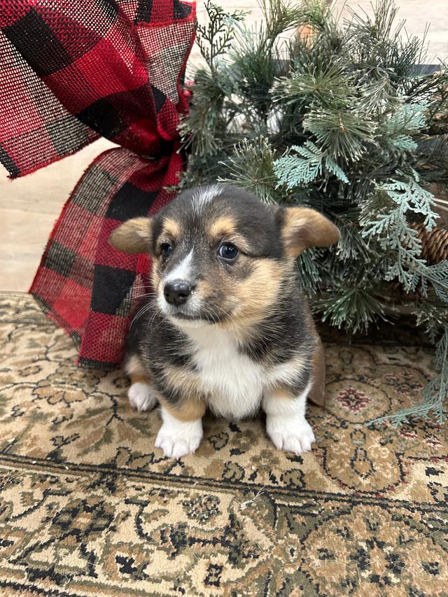 Photo of Purebred Pembroke Welsh Corgis 