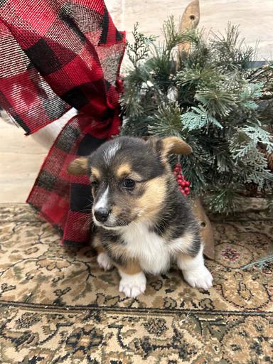 Photo of Purebred Pembroke Welsh Corgis  - 2