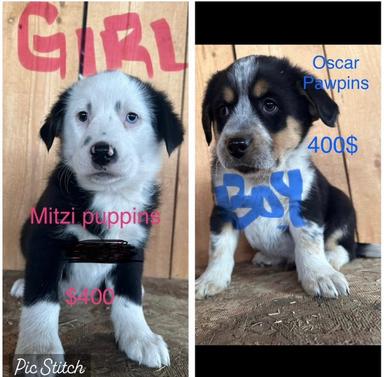 Photo of puppies for sale blue heeler/ Australian sheered   - 2