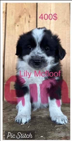 Photo of puppies for sale blue heeler/ Australian sheered   - 2