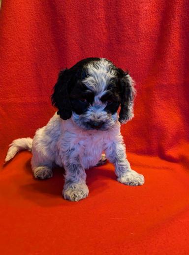 Photo of Cockapoo Pups - 1