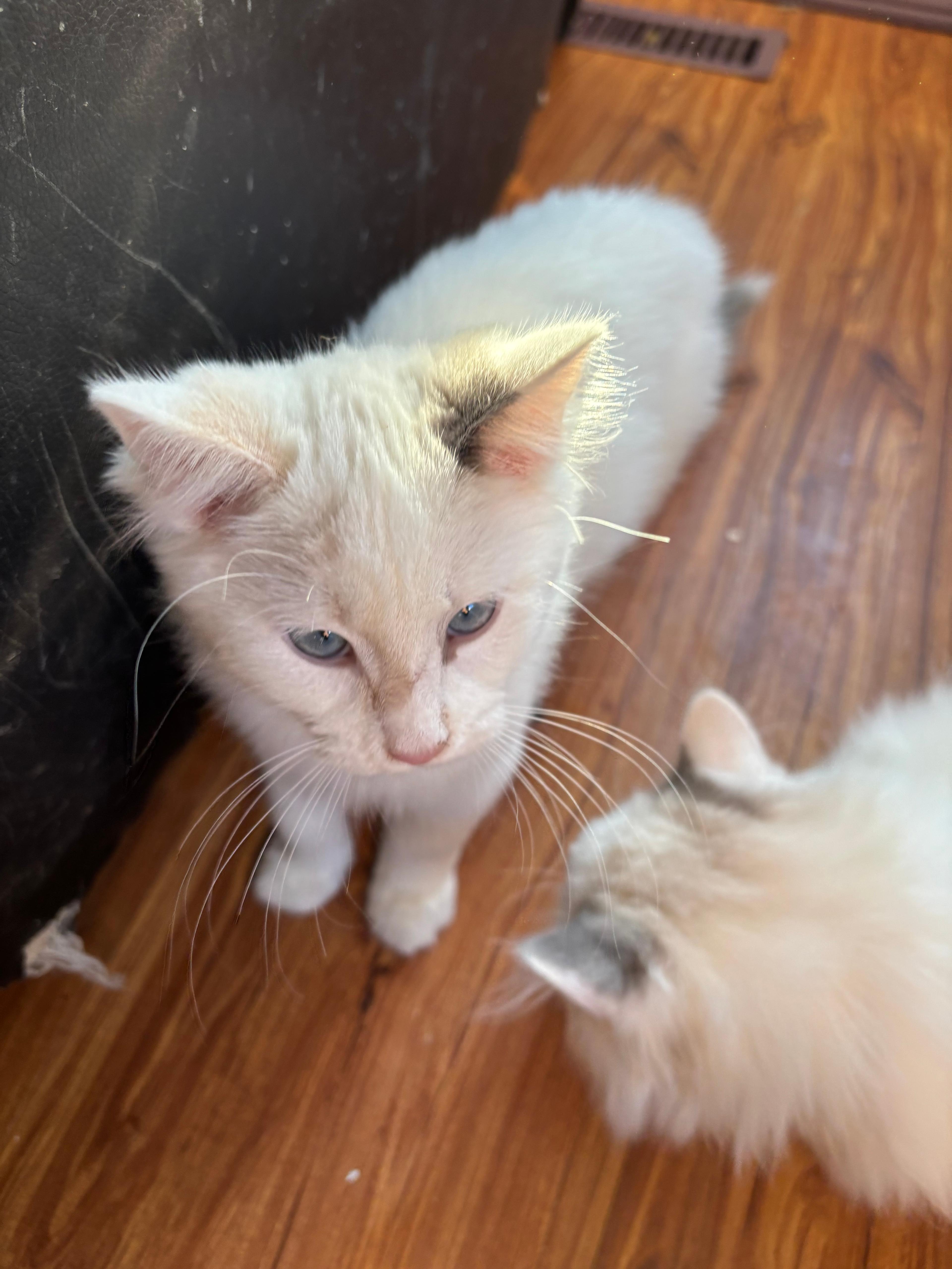 Photo of Ragdoll Kittens 1 female left