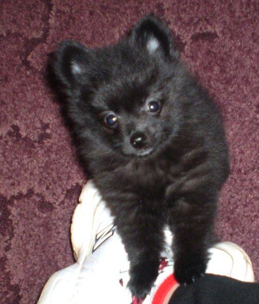 Photo of Pomeranian puppy dog