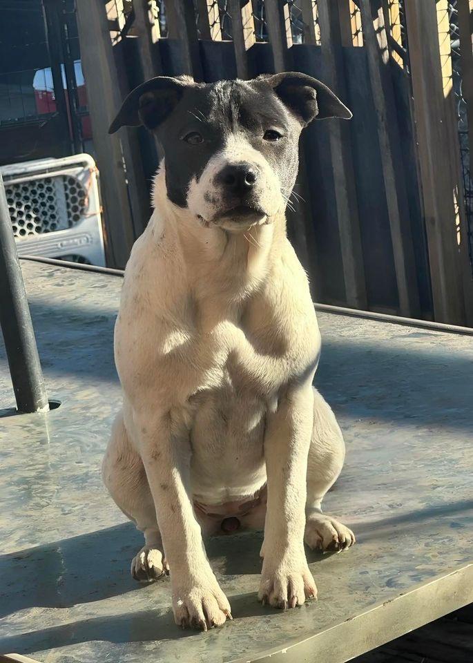 Photo of PitBull Mix Female