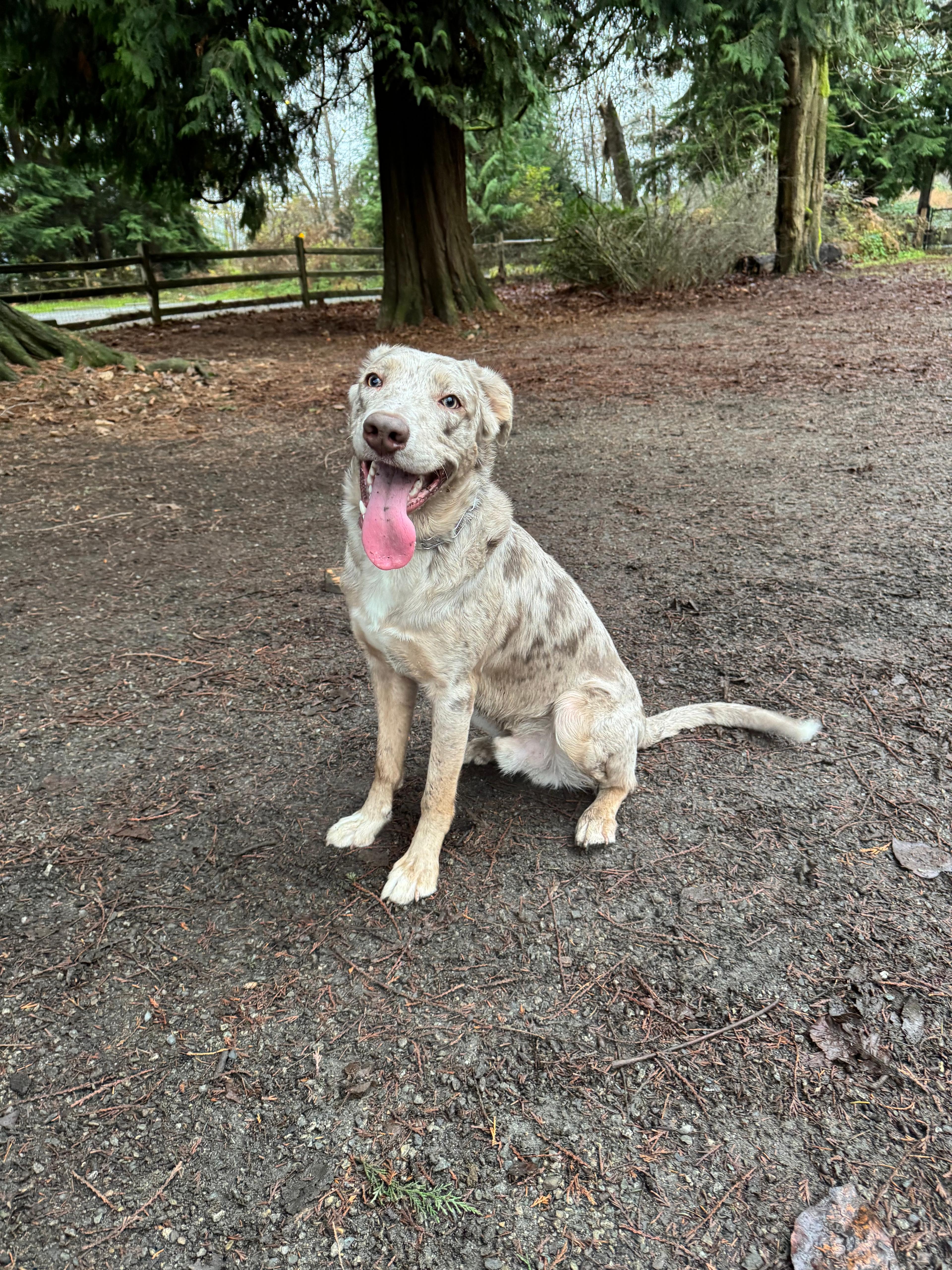 Photo of 11.5 month old Aussie/lab 