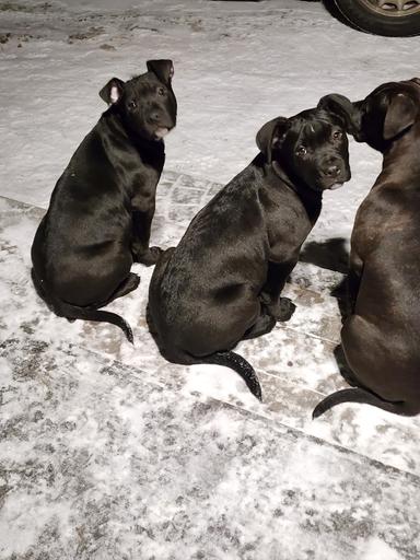 Photo of pitbull puppy's  - 1