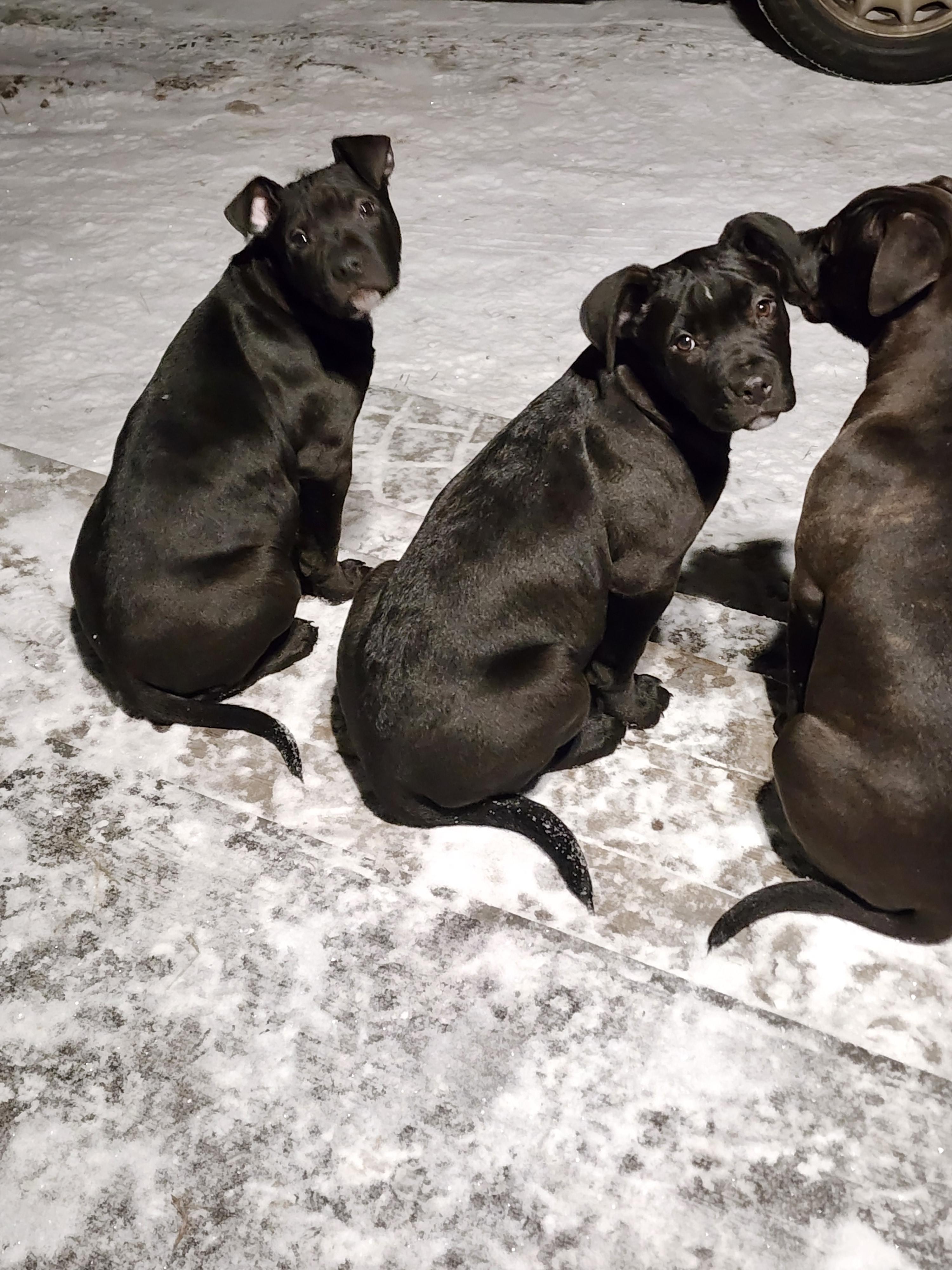 Photo of pitbull puppy's 