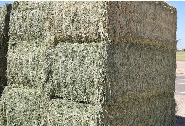 Photo of Available Now Hay for sale