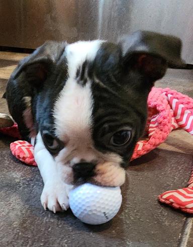 Photo of Boston Terrier puppies - 2