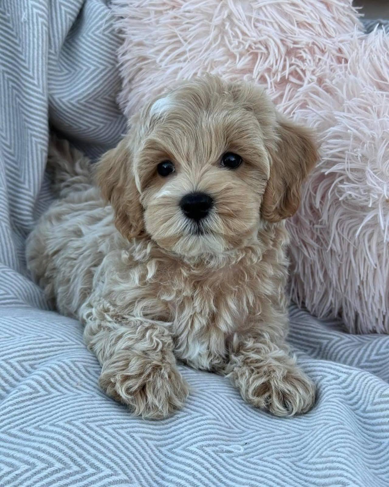 Photo of Stunning Maltipoo puppies 4 girls and 2 boys