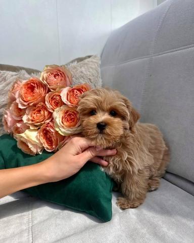 Photo of Stunning Maltipoo puppies 4 girls and 2 boys - 2