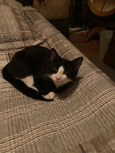 Photo of Lovely black and white young cats. - 1