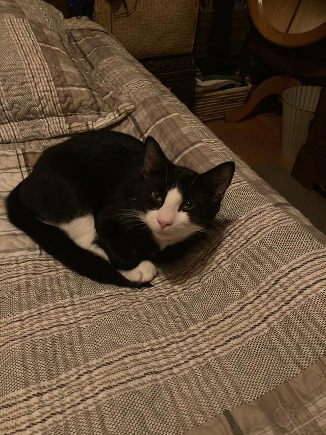 Photo of Lovely black and white young cats.