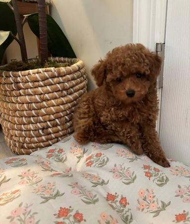 Photo of One of a kind! Toy Red Poodle Puppies. - 1